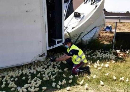 60.000 pulcini invadono l’A14 dopo il ribaltamento di un camion 60.000 pulcini invadono l’A14 dopo il ribaltamento di un camion