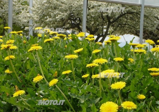 Bridgestone: nel futuro delle gomme ricavate dai fiori Bridgestone: nel futuro delle gomme ricavate dai fiori